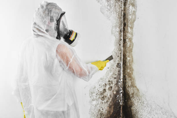 Best White Mold Remediation in Belton, MO