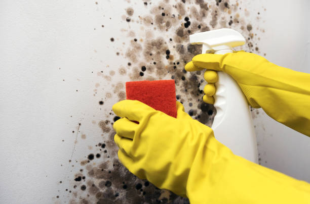 Best HVAC Mold Remediation in Belton, MO